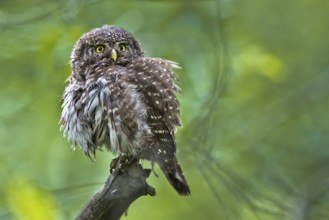 Eurasian Pygmy Owl (Glaucidium passerinum), Bavaria, Germany