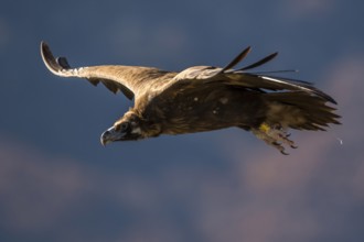 Cinereous Vulture (Aegypius monachus) flying, Madrid, Spain