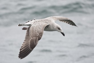 Great Black-backed Gull (Larus marinus) juvenile flying, North Sea, Germany