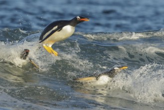 Gentoo Penguin (Pygoscelis papua) returning to land through the waves in the Falkland Islands