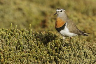 Rufous-chested Dotterel (Charadrius modestus) on the ground in the Falkland Islands