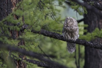 Ural Owl (Strix uralensis yenisseensis) roosting in tree, Lake Khuvsgul, Mongolia
