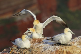 Northern Gannet (Morus bassanus) pair mating, Schleswig-Holstein, Germany