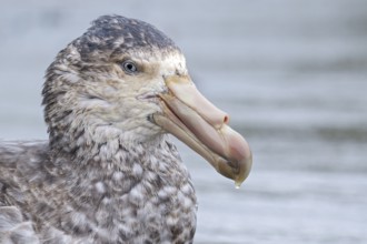 Northern Giant Petrel (Macronectes halli) perched on a rocky beach on South Georgia Island