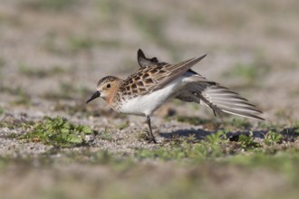 Red-necked Stint (Calidris ruficollis) stretching, Dornod Province, Mongolia
