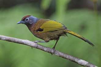 Malayan Laughingthrush (Trochalopteron peninsulae), Malaysia