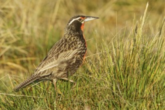 Long-tailed Meadowlark (Sturnella loyca) perched on the ground in the Falkland Islands
