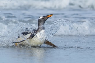 Gentoo Penguin (Pygoscelis papua) returning to land through the waves in the Falkland Islands