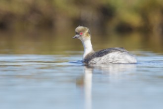 Silvery Grebe (Podiceps occipitalis) swimming on a small pond in the Falkland Islands
