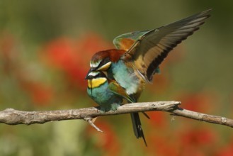 European Bee-eater (Merops apiaster) pair mating, Piedmont, Italy