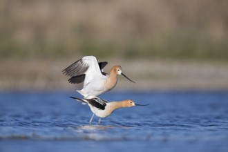 American Avocets : Bowdoin NWR : Malta, MT