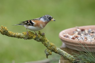 Brambling (Fringilla montifringilla) male, Brandenburg, Germany