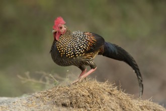 Grey Junglefowl (Gallus sonneratii) male, Kerala, India