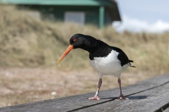 Eurasian Oystercatcher (Haematopus ostralegus), Schleswig-Holstein, Germany