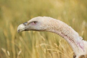Griffon Vulture (Gyps fulvus), Catalonia, Spain
