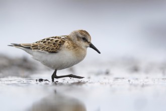 Little Stint (Calidris minuta) foraging on shoreline, Mecklenburg-Western Pomerania, Germany