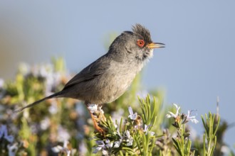 Balearic Warbler (Sylvia balearica) male, Ibiza, Spain