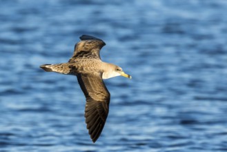 Cory's Shearwater (Calonectris borealis) flying, Ibiza, Spain