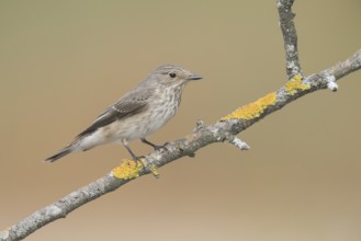 Spotted Flycatcher (Muscicapa striata) perched on a lichen branch, Aosta Valley, Italy