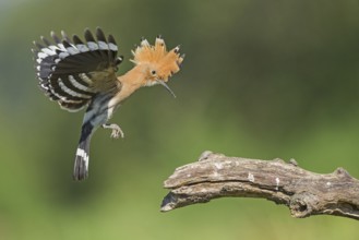 Eurasian Hoopoe (Upupa epops) landing on a branch, Aosta Valley, Italy