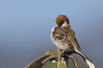 Russet Sparrow (Passer rutilans cinnamomeus) male, Thimphu, Bhutan