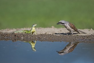 Red-backed Shrike (Lanius collurio) male meets European green lizard (Lacerta viridis) at