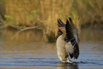 Graugans, Greylag Goose, Anser anser, Oie cendrée, Ánsar Común