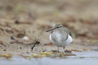 Common Sandpiper (Actitis hypoleucos) foraging, North Rhine-Westphalia, Germany