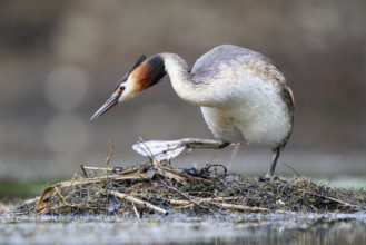 Great Crested Grebe (Podiceps cristatus) on nest, North Rhine-Westphalia, Germany