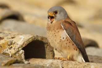 Lesser Kestrel (Falco naumanni), male calling, Castile-La Mancha