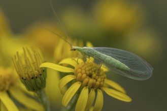 Lacewing (Chrysoperla carnea) on ragwort (Senecio jacobaea), Emsland, Lower Saxony, Germany