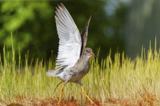 Bird with outstretched wings in a meadow in natural light, Redshank, (Tringa totanus), France
