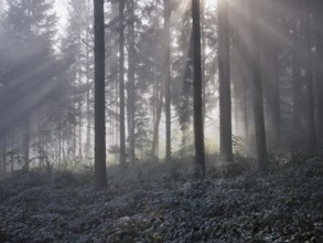 Forest with sunbeams in the haze, Lindenberg, Canton Aargau, Switzerland