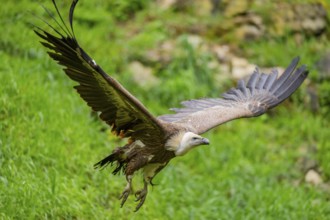 Eurasian griffon vulture (Gyps fulvus) flying, Bavaria, Germany