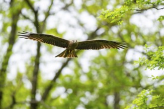 Black kite (Milvus migrans) flying in a forest in early summer, Bavaria, Germany