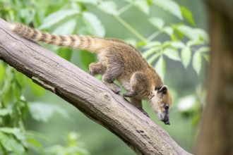 South American coati (Nasua nasua) youngster klimbing a little tree, captive, Zoo Augsburg