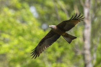 Black kite (Milvus migrans) flying in a forest in early summer, Bavaria, Germany