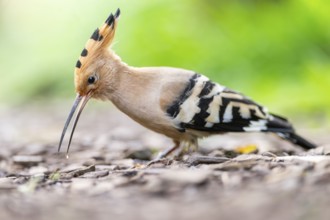 Eurasian hoopoe (Upupa epops) searching for food on the ground, captive, Zoo Augsburg, Germany