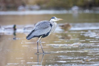 Grey heron (Ardea cinerea) Germany