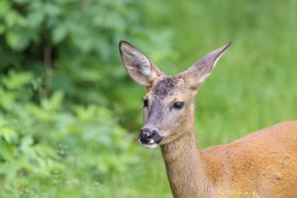 Portrait of a female roe deer (Capreolus capreolus) standing in a green meadow. Bavaria, Germany