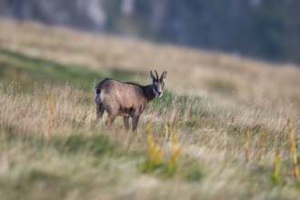 Chamois (Rupicapra rupicapra) on a meadow in the Vosges Mountains, wildlife, France