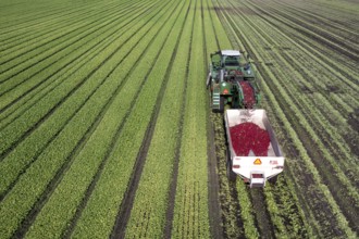 Orangeville, Michigan - Radishes are harvested on a farm in western Michigan