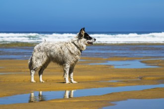 Dog on Contis beach, Saint Julien en Born, Saint-Julien-en-Born, Landes, France
