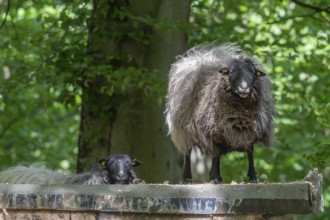 Rough-woolled Pomeranian sheep (Ovis aries), deer park, Bavaria, Germany