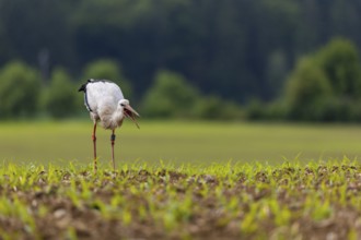 White stork (Ciconia ciconia) eating worm, farmland, Göggingen, Sigmaringen district,