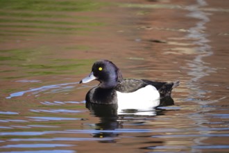 Tufted duck on a lake, May, Germany