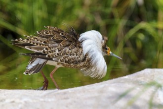 Bird with patterned plumage next to green surroundings, ruff (Calidris pugnax, Syn.: Philomachus