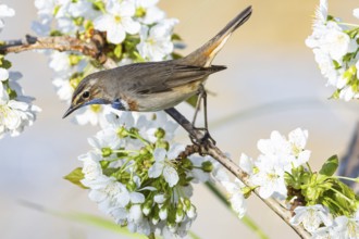 Bluethroat (Luscinia svecica cyanecula) ml Germany