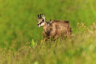 A chamois stands on a green meadow and is illuminated by the sun, chamois, chamois, (Rupicapra