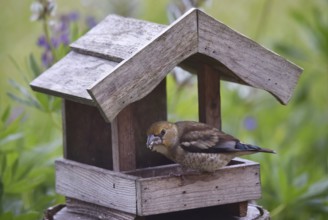 Hawfinch (Coccothraustes coccothraustes) Chicks at the birdhouse